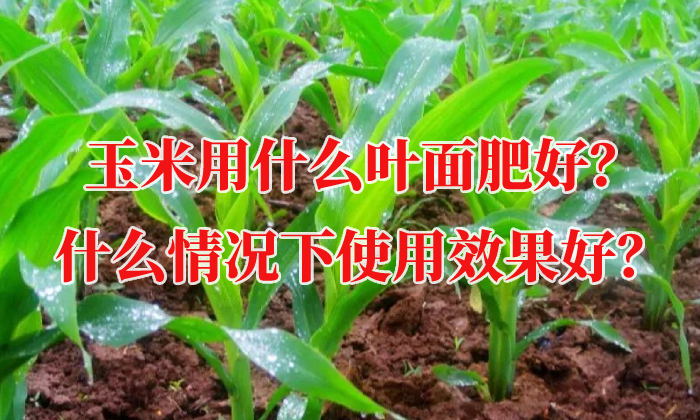 玉米用什么葉面肥好？什么情況下使用效果好？