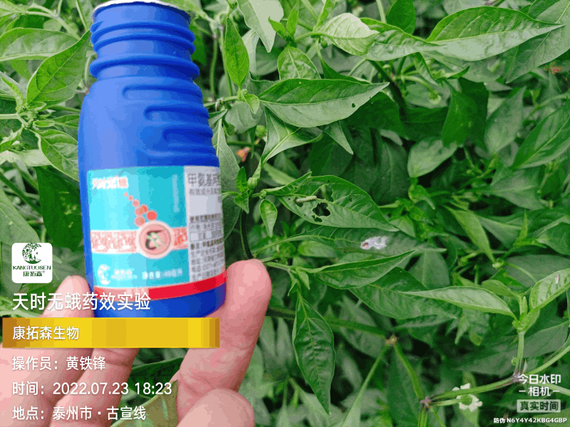 辣椒成為青蟲的“自助餐”，還好有你，天時(shí)無蛾！