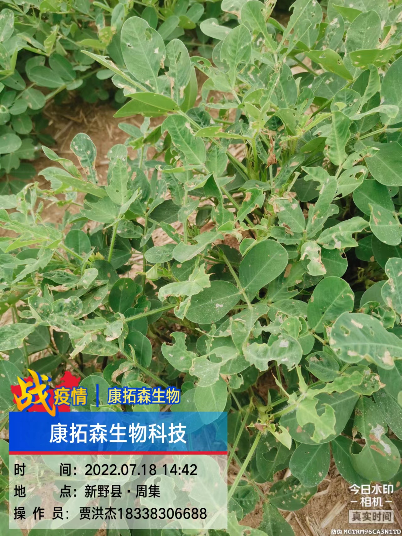 玉米、花生、大豆抗性青蟲該怎么打？