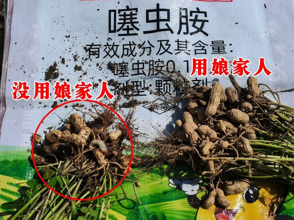 金秋花生回訪，農(nóng)戶的信任，來自于娘家人的肥效